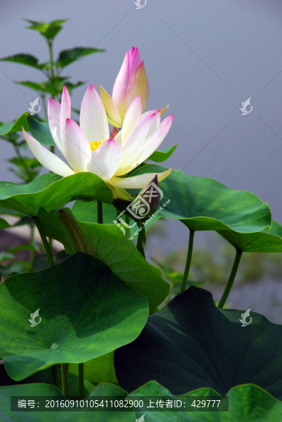 荷花
