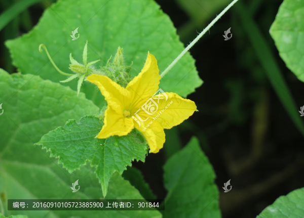 黃瓜花