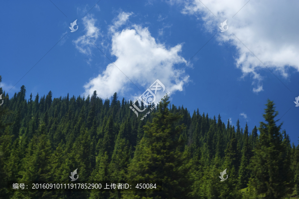 天山林場(chǎng)
