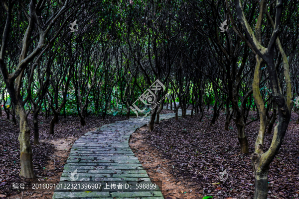 林中小路