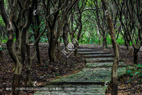 陽光樹林小路
