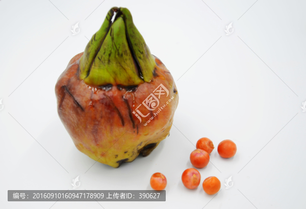 雞頭米