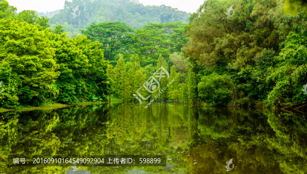 陽(yáng)光水杉樹(shù)林
