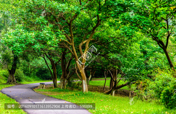 綠樹小路