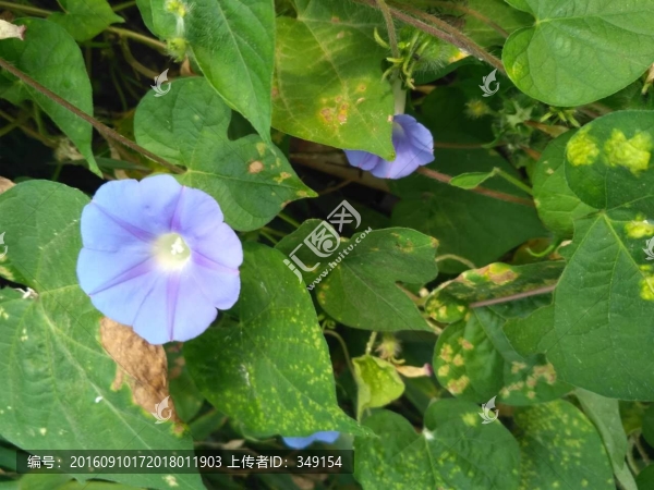 藍(lán)色牽牛花