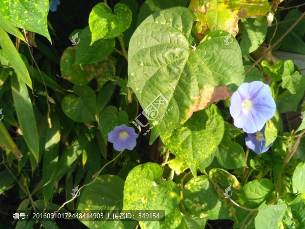 處暑時節(jié)的牽?；? title=