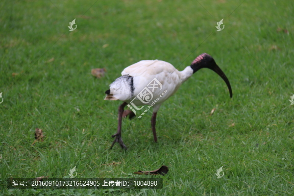 澳洲白鹮