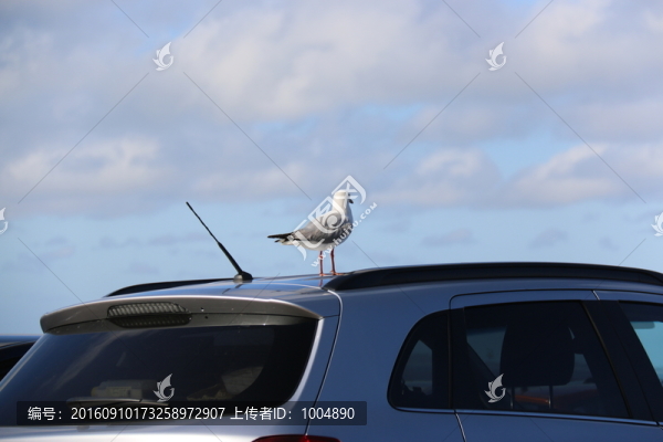 海鷗,車頂上的信天翁