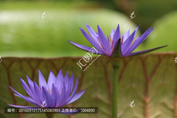 紫蓮花
