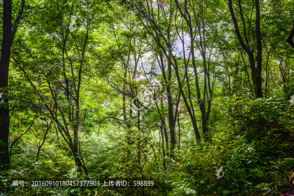 綠樹林背景