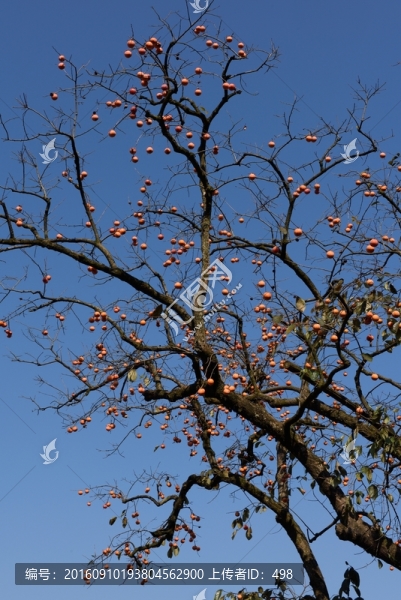柿子,紅柿子