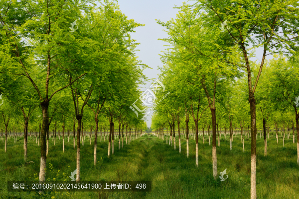 苗木,金葉榆