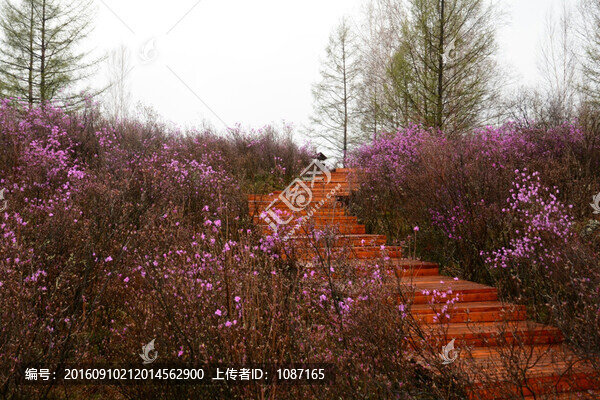 興安杜鵑