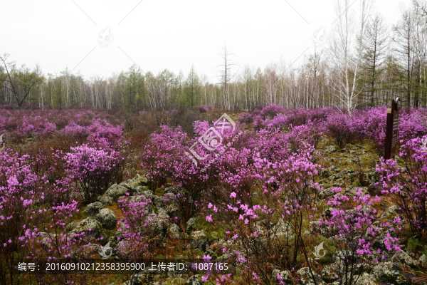 興安杜鵑