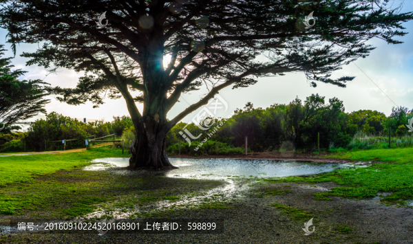 雨后大樹