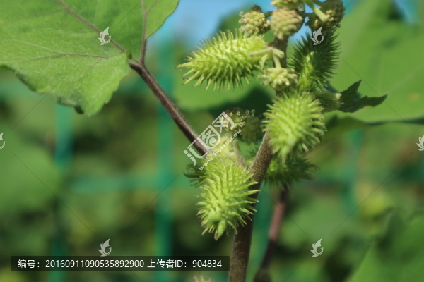 蒼耳