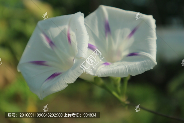 白色的牽?；? title=