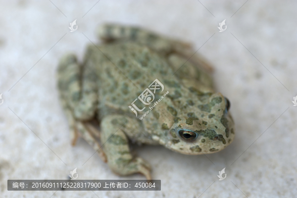 蛤蟆