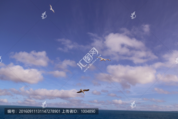 三只,海鷗