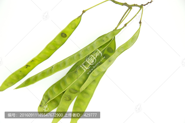 皂莢