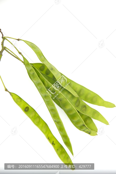 槐樹(shù)莢