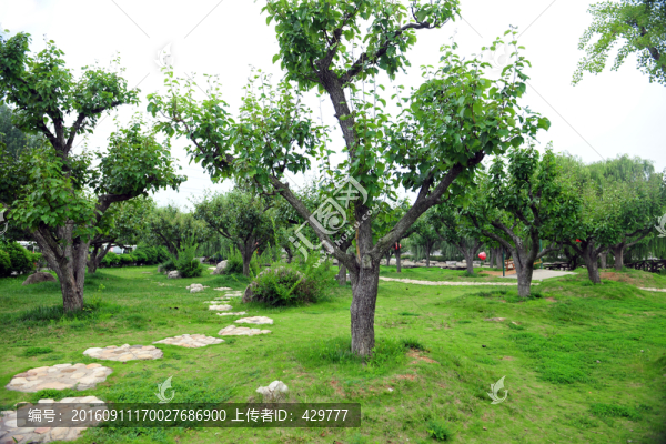 公園風(fēng)景,,園林綠化