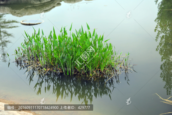 水草,,水生植物