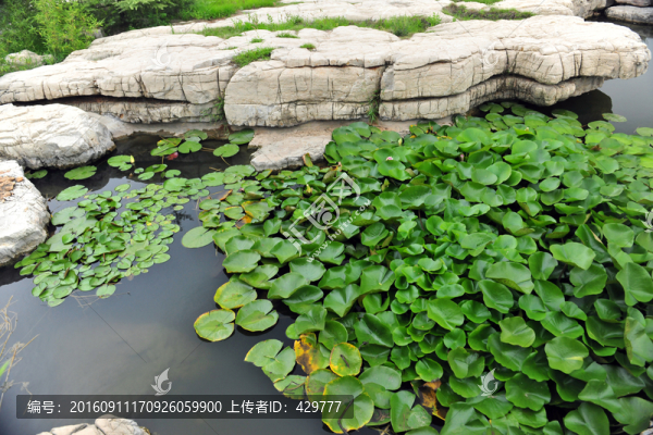 池中睡蓮