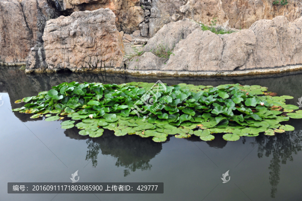 睡蓮,,水生植物