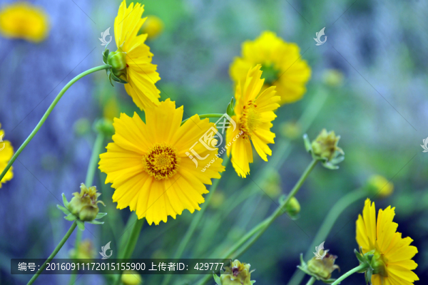 花草