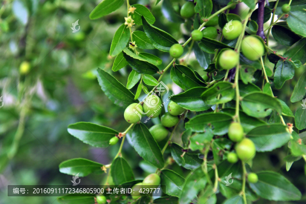 青棗,,棗樹(shù)