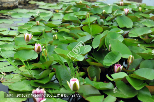睡蓮,,蓮花