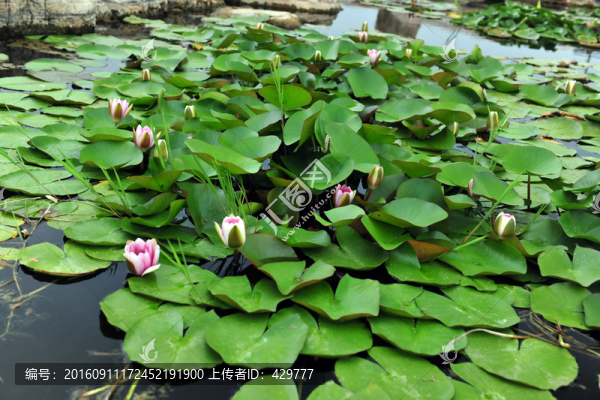 荷花池