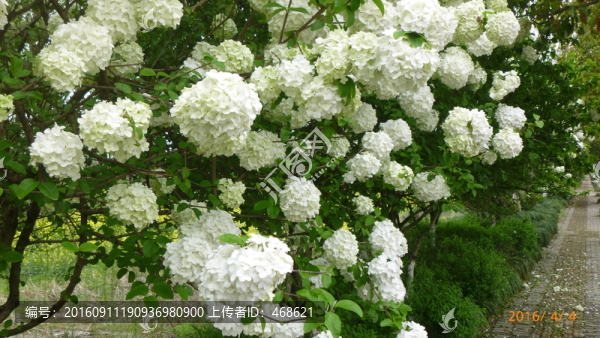 繡球花