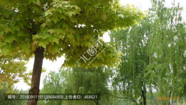濕地美景