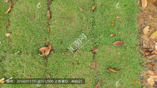 濕地公園草坪