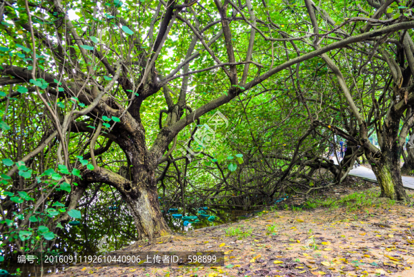 湖邊綠樹