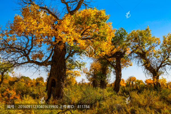 新疆胡楊林金秋禮贊