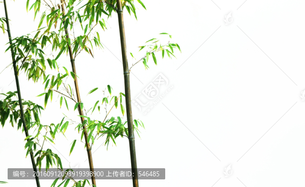 竹子,白墻