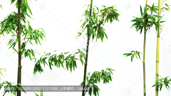 翠竹