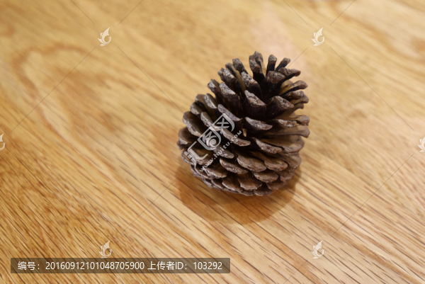 干枯的松子