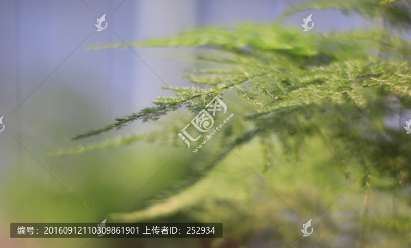 文竹