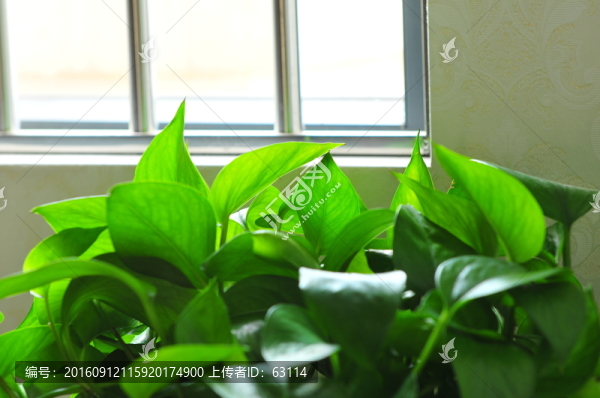 綠蘿,綠色植物,觀賞植物