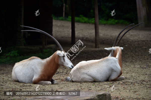 白長角羚