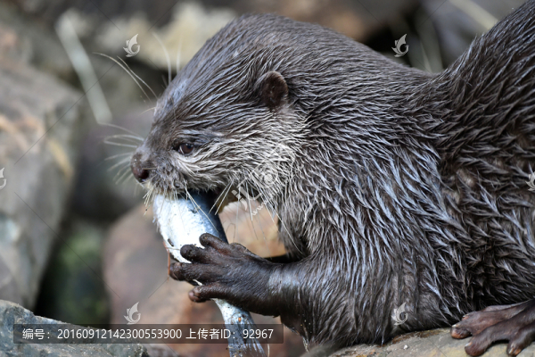 水獺
