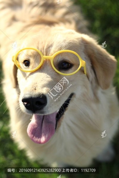 金毛