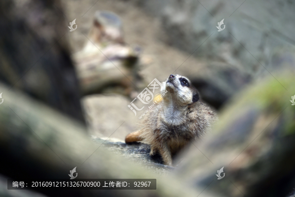 貓鼬