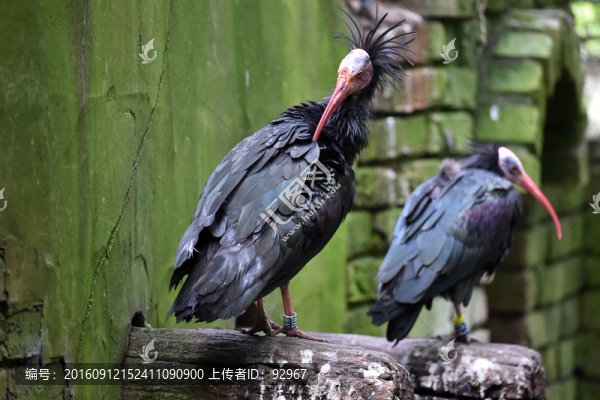 黑鹮