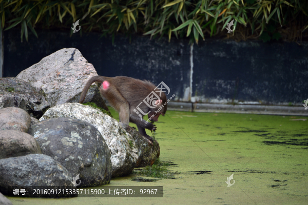 猿類