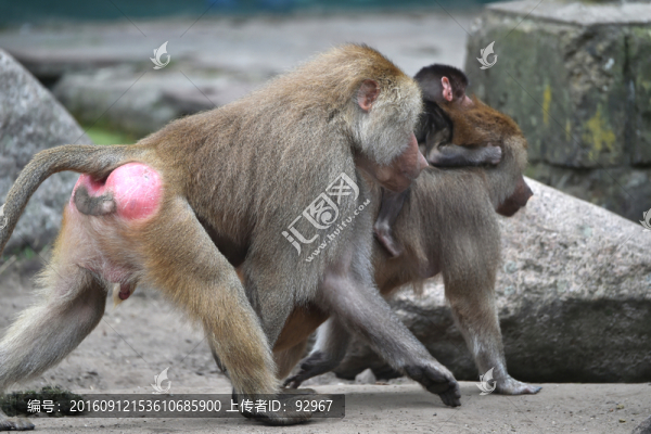 狒狒